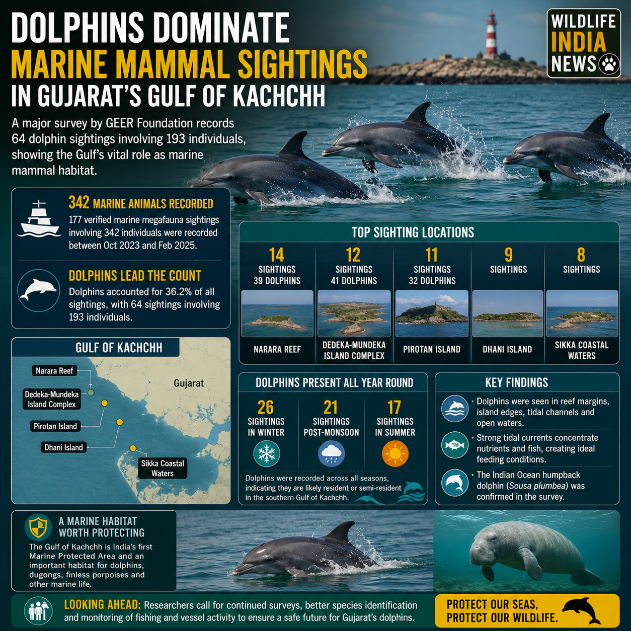 Dolphins Dominate Marine Mammal Sightings in Gujarat’s Gulf of Kachchh
