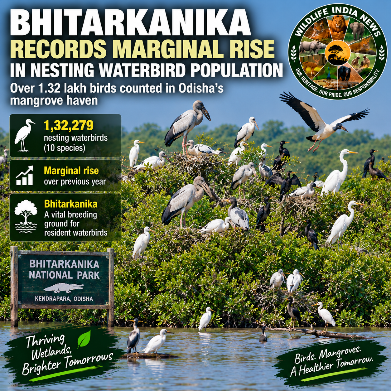Bhitarkanika’s Nesting Waterbird Population Rises, Over 1.32 Lakh Birds Recorded