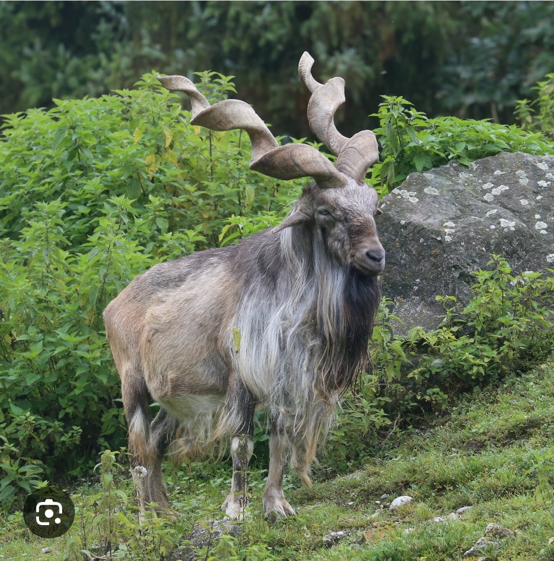 Kashmir’s Rare Markhor Shows Signs of Recovery in Kazinag National Park