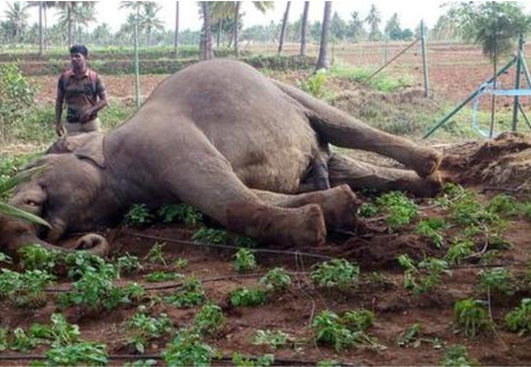 Elephant Found Dead in Madhya Pradesh’s Shahdol; Electrocution Suspected