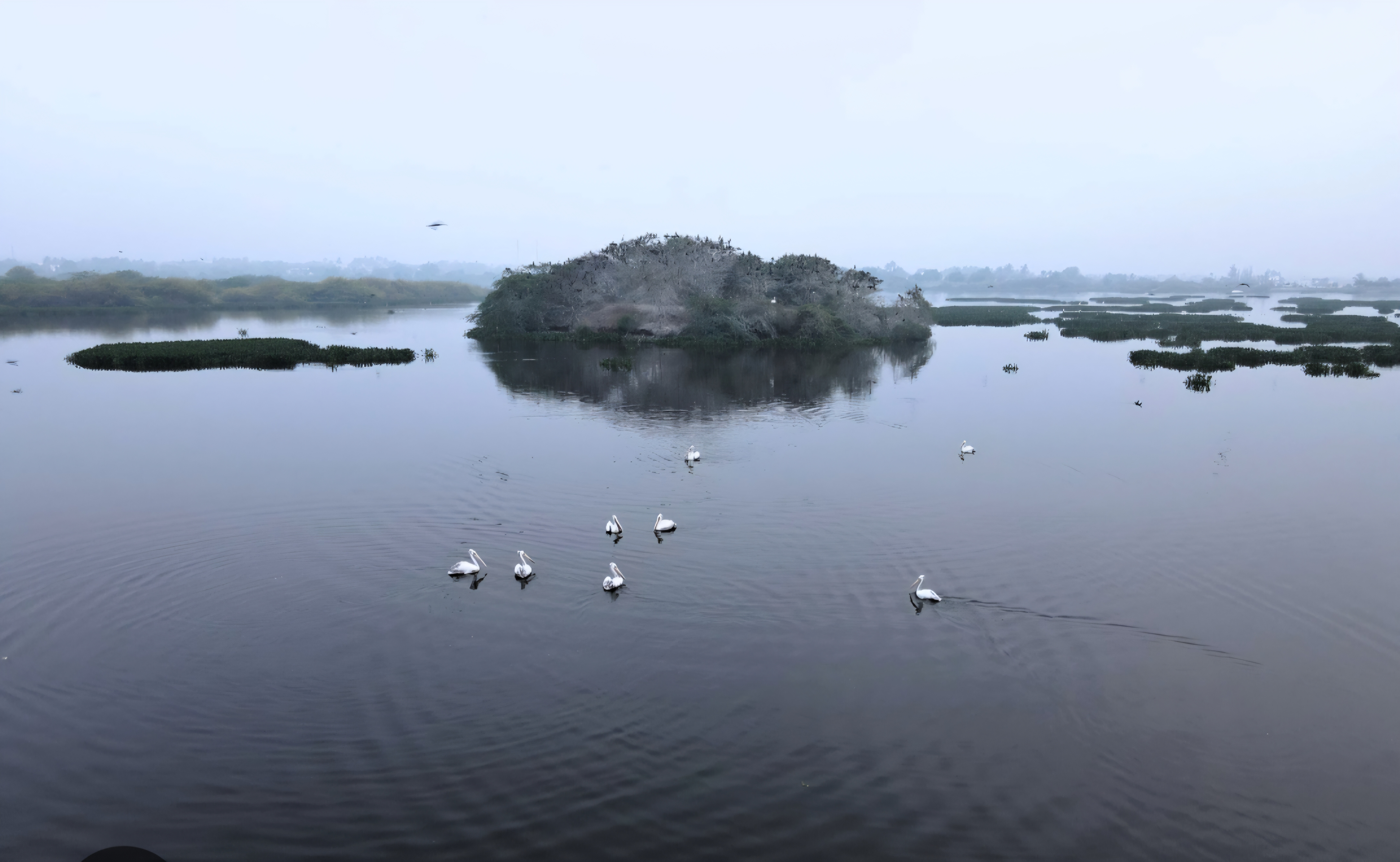 Nanjarayan Lake Restoration Clears 85% of Water Hyacinth; VETRY Trust Offers Decade of Support