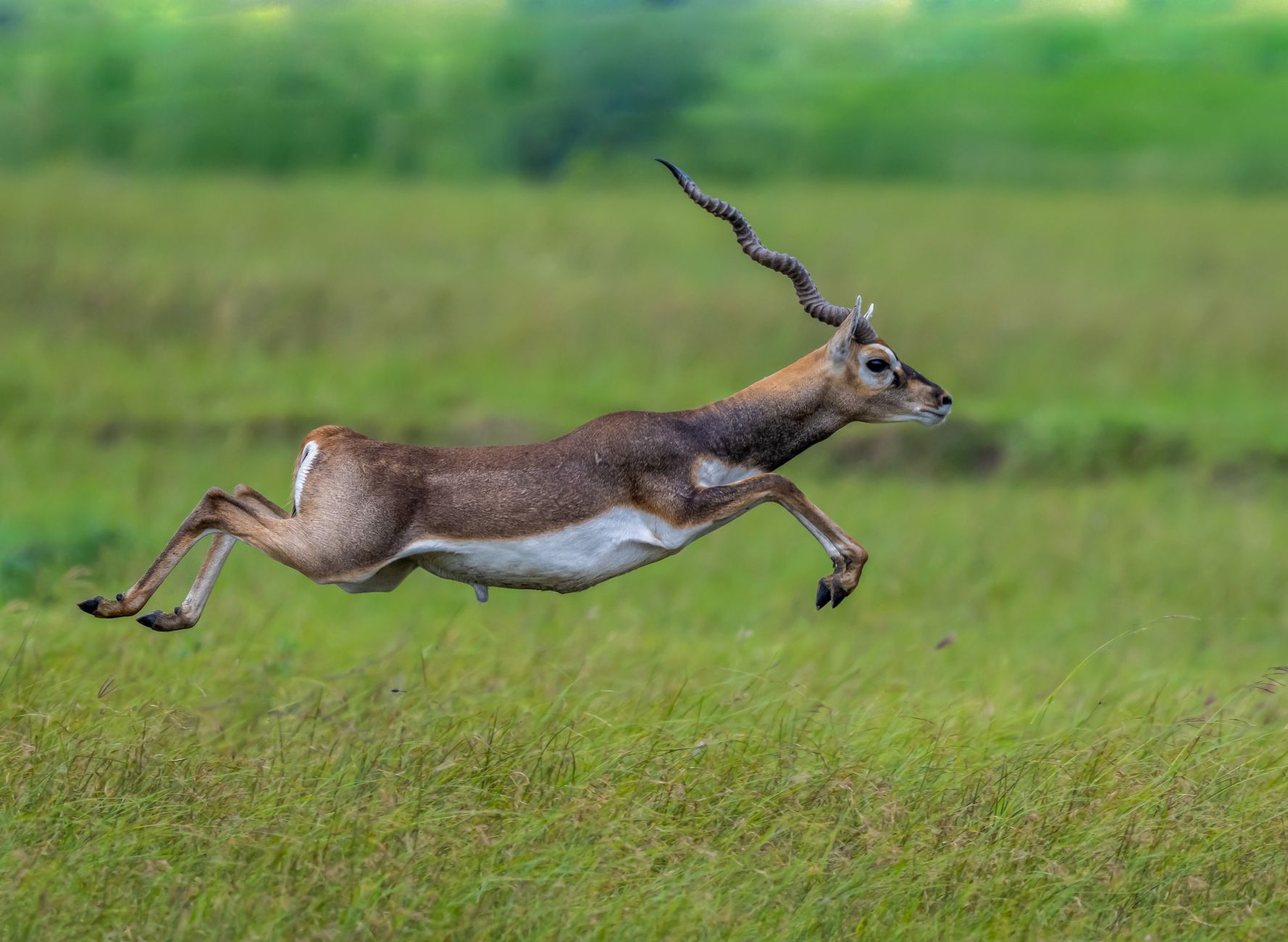 Gomarda Sanctuary Prepares to Welcome 50 Blackbucks in Chhattisgarh