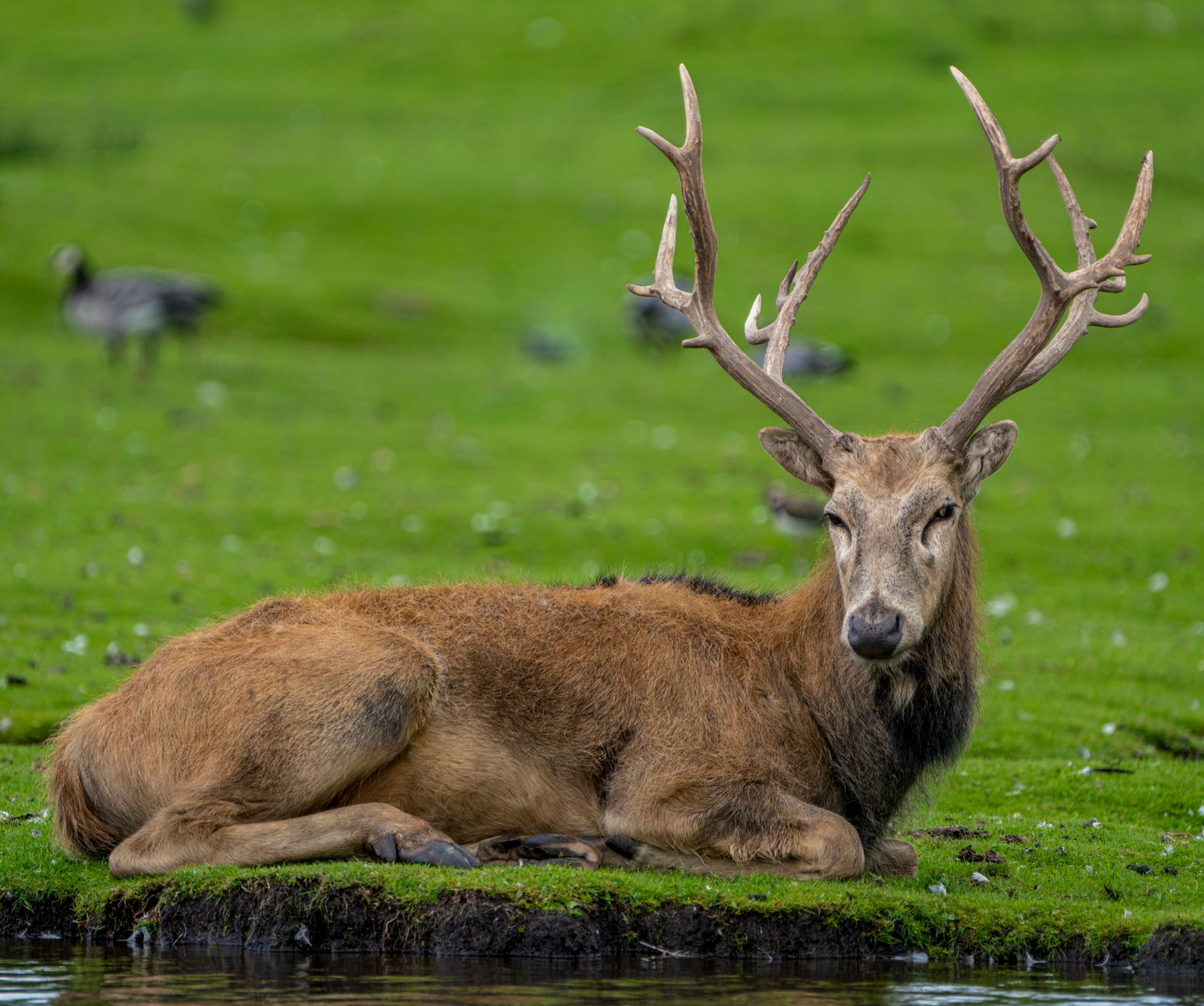 Satpura’s Barasingha Population Crosses 300, a Decade After Reintroduction