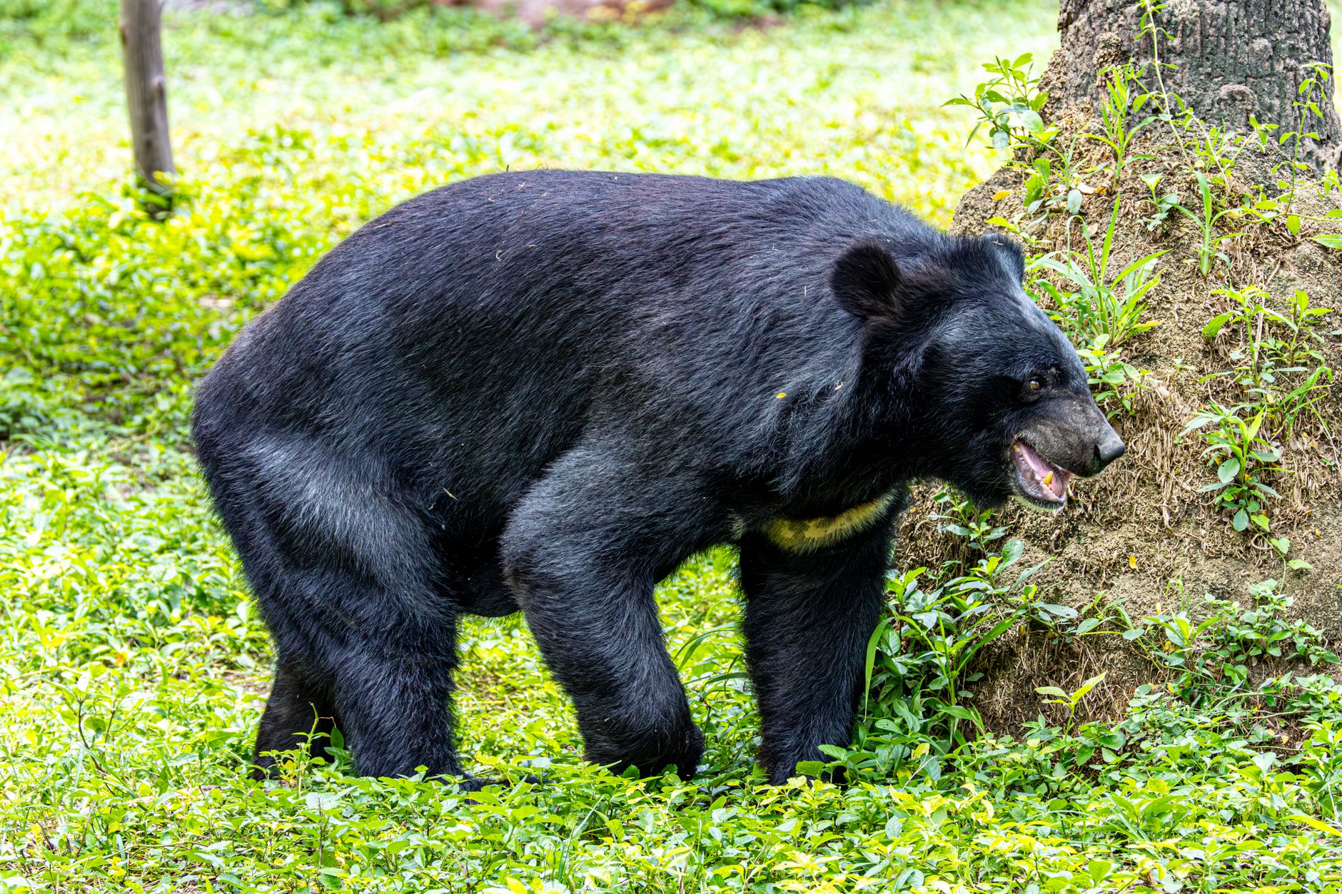 Bear Attack Injures Man in Kashmir’s Tral, Residents Seek Stronger Wildlife Surveillance