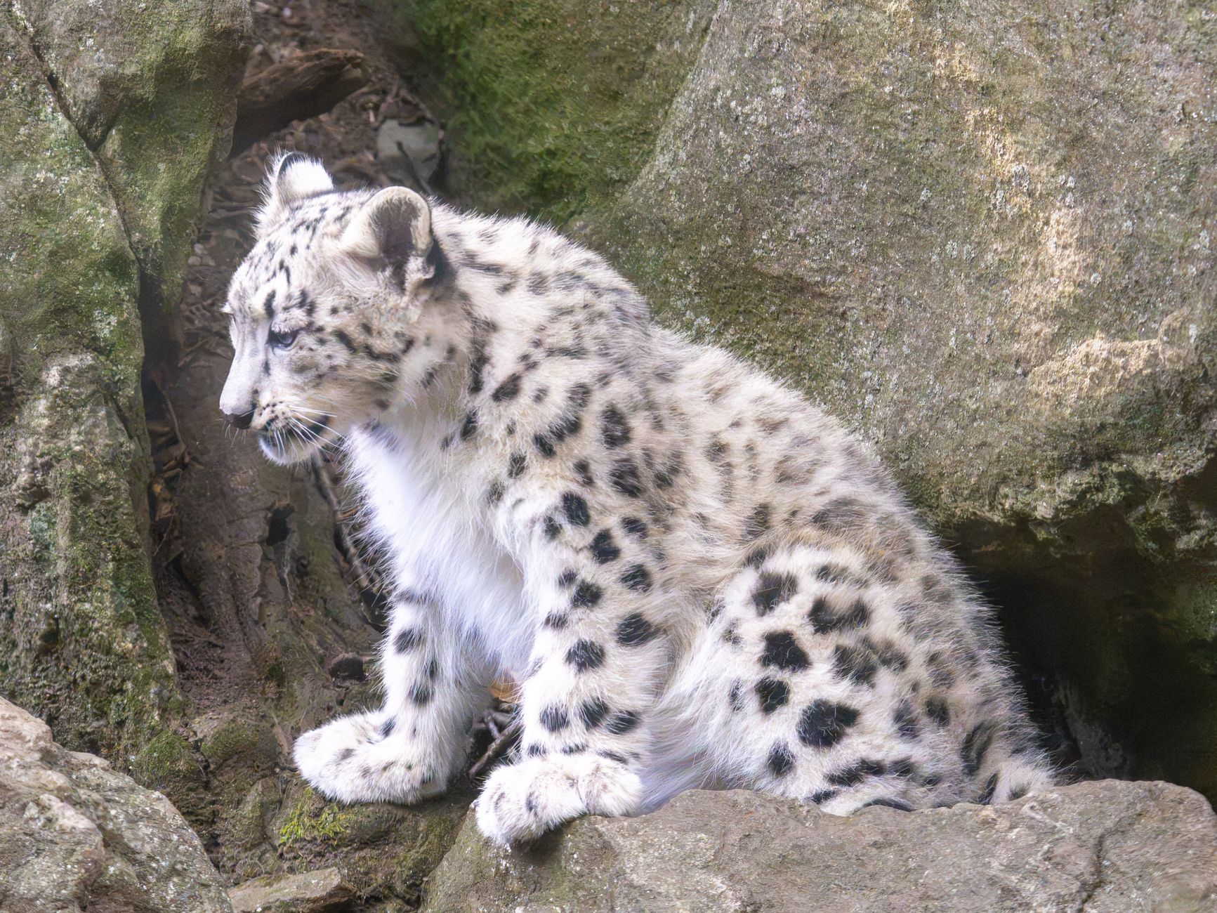 India’s First Snow Leopard Assessment Estimates 718 Cats, With 477 in Ladakh
