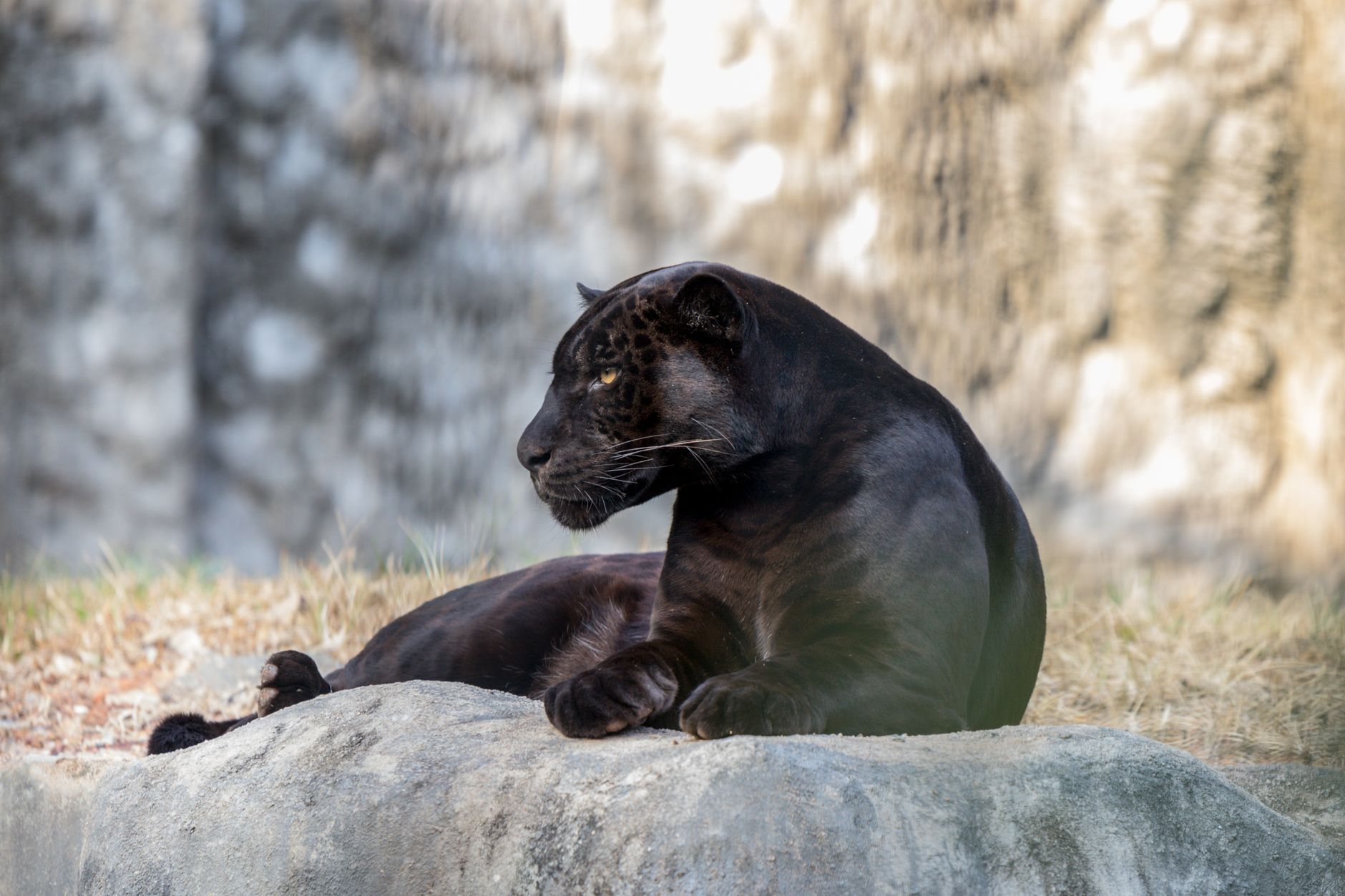 Black Panther Captured in Kerala’s Pathanamthitta, Moved to Puthur Zoological Park